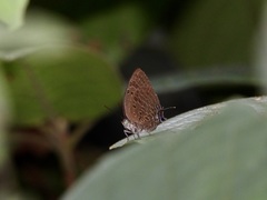 Arhopala silhetensis