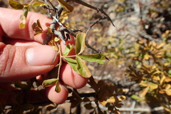Searsia longispina