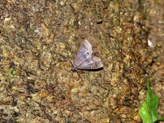 Catada transversalis