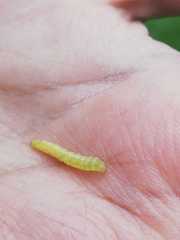 Galleria mellonella