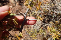 Searsia longispina