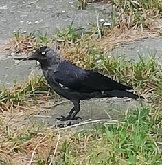 Corvus monedula