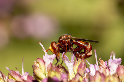 Lenktapilvė musė nuotrauka
