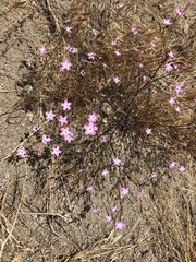 Gilia leptantha purpusii