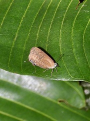 Arhopala sublustris