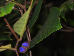 Arhopala sublustris
