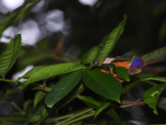 Arhopala sublustris