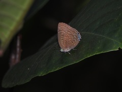 Arhopala sublustris