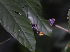 Dysphania subrepleta