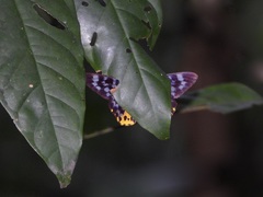 Dysphania subrepleta