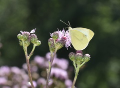 Pieris mannii