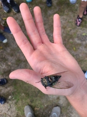 Neotibicen lyricen