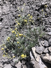 Artemisia umbelliformis