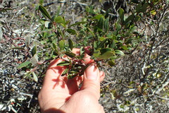 Rhoicissus tridentata