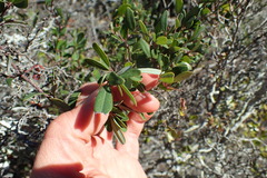 Rhoicissus tridentata