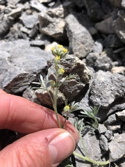 Artemisia umbelliformis