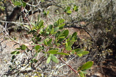 Rhoicissus tridentata