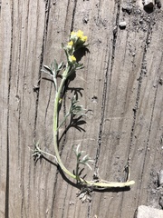 Artemisia umbelliformis