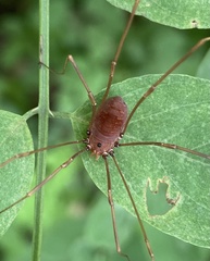 Leiobunum calcar