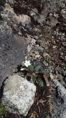 Claytonia multiscapa pacifica