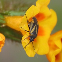 Plagiognathus moerens