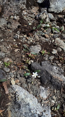 Claytonia multiscapa pacifica