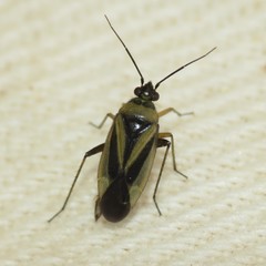 Plagiognathus moerens