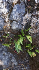 Polypodium amorphum