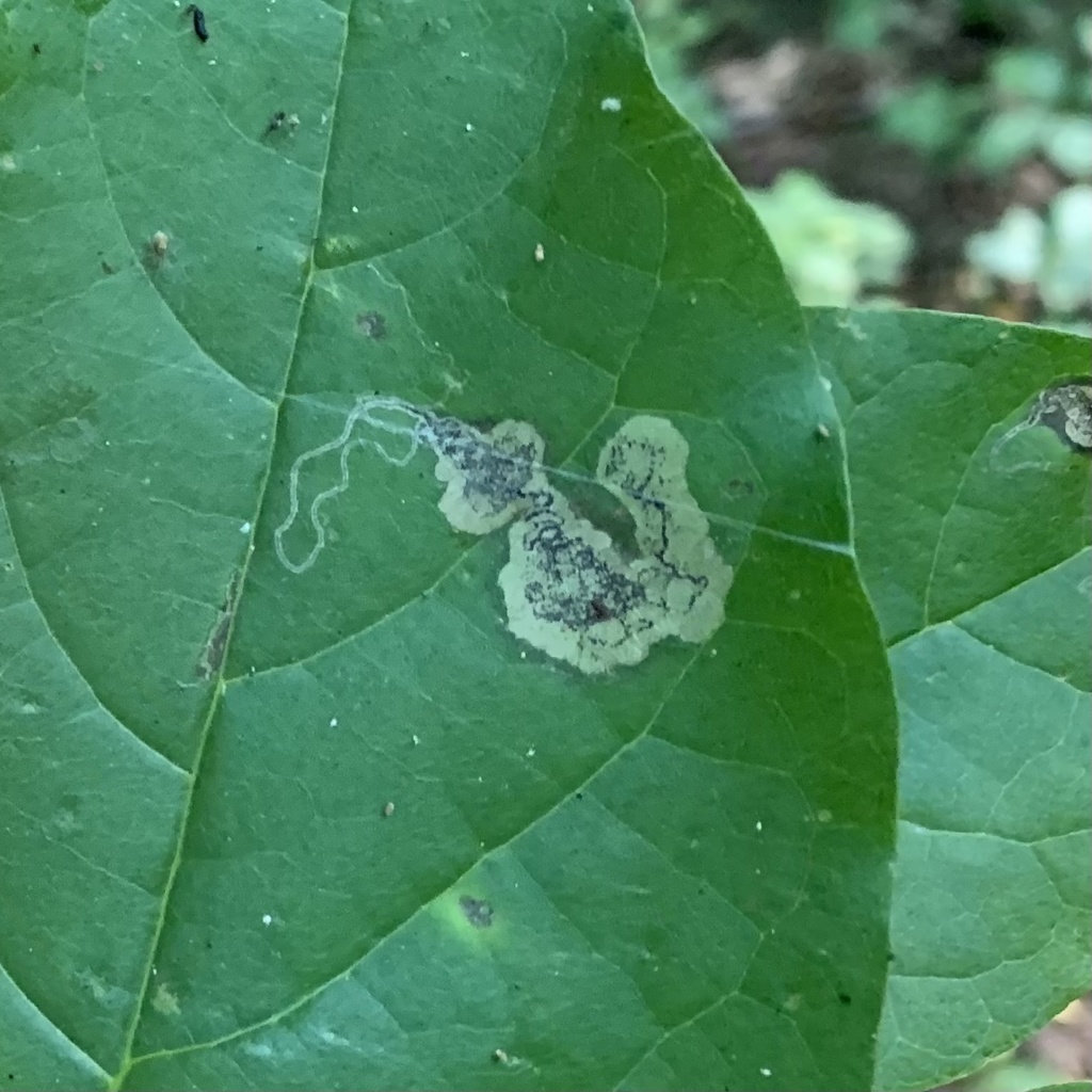 Ectoedemia nyssaefoliella