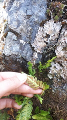 Polypodium amorphum