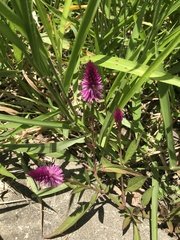Celosia spicata