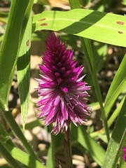 Celosia spicata