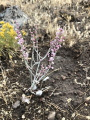 Eriogonum racemosum