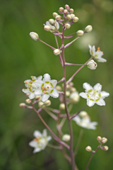 Anticlea elegans elegans