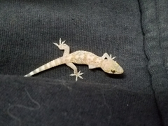 Hemidactylus turcicus