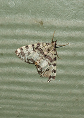 Hydriomena speciosata