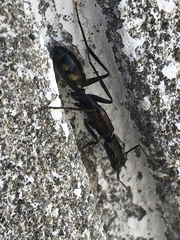 Camponotus mirabilis