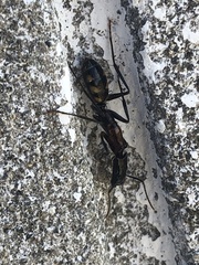 Camponotus mirabilis