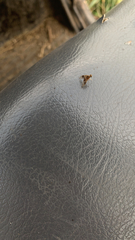 Chrysopilus quadratus