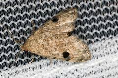 Abablemma brimleyana