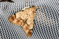 Epipaschia superatalis