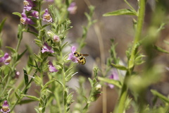 Anthidium illustre