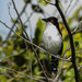 Taraba major stagurus - Photo (c) eduardovieira17, algunos derechos reservados (CC BY-NC), subido por eduardovieira17