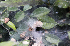 Agelena labyrinthica