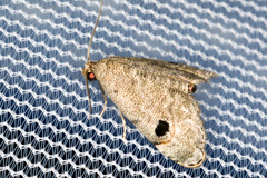 Abablemma brimleyana