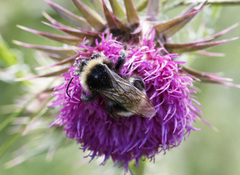 Bombus bohemicus