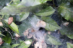 Agelena labyrinthica