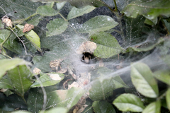 Agelena labyrinthica