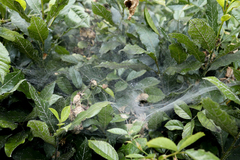 Agelena labyrinthica