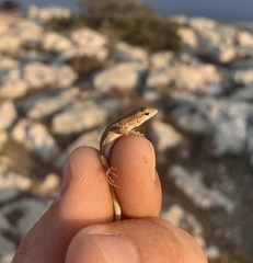 Ophisops elegans schlueteri
